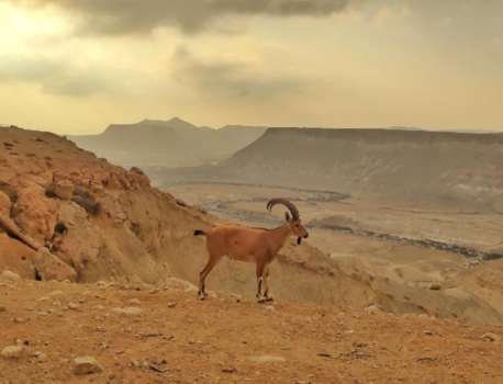 צימרים בדרום הארץ